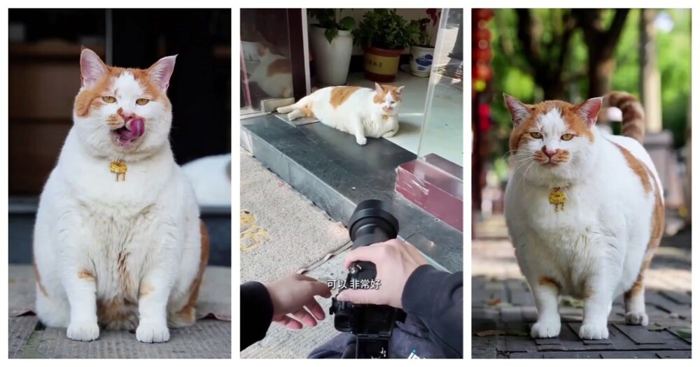 Парень устроил фотосессию уличному коту Парень устроил фотосессию уличному коту