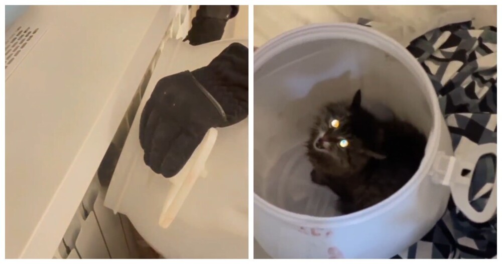 Операция “Батарея”: спасение кота Константина, который был против Операция “Батарея”: спасение кота Константина, который был против