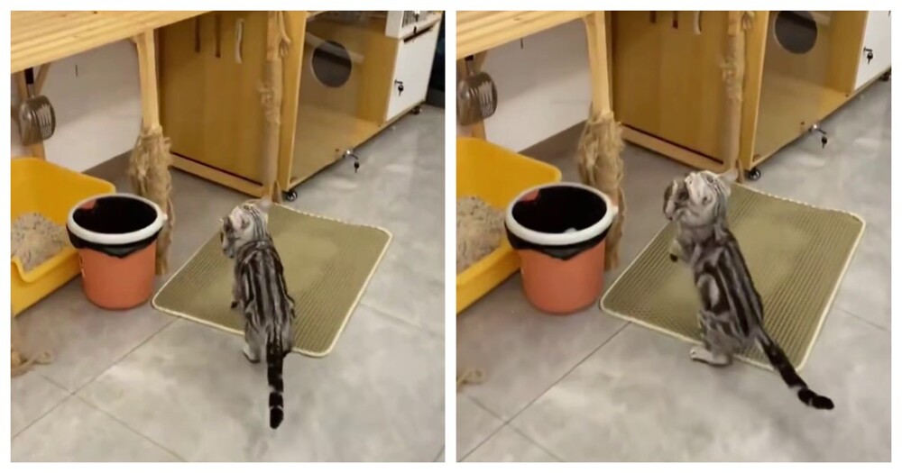 Пушистая номинантка на премию «Мать года» Пушистая номинантка на премию «Мать года»