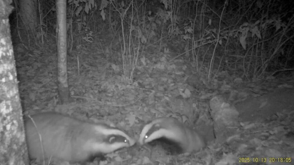 Семейная ссора барсуков Семейная ссора барсуков