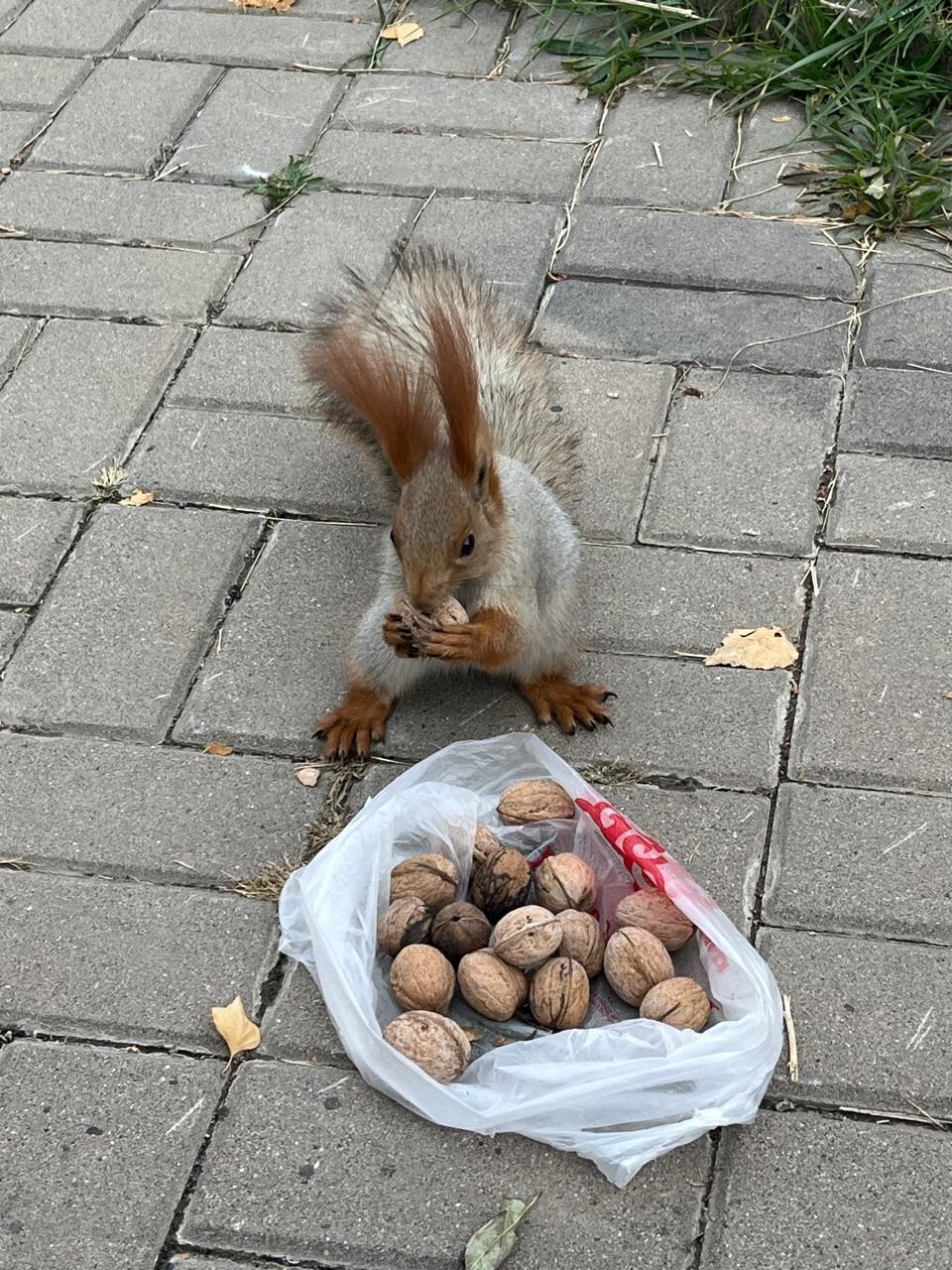 выбрала гостинец выбрала гостинец