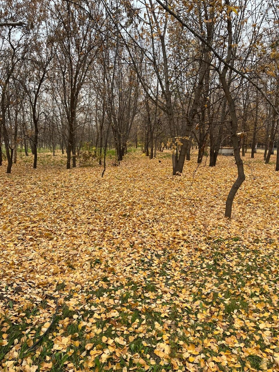 природный ковёр природный ковёр