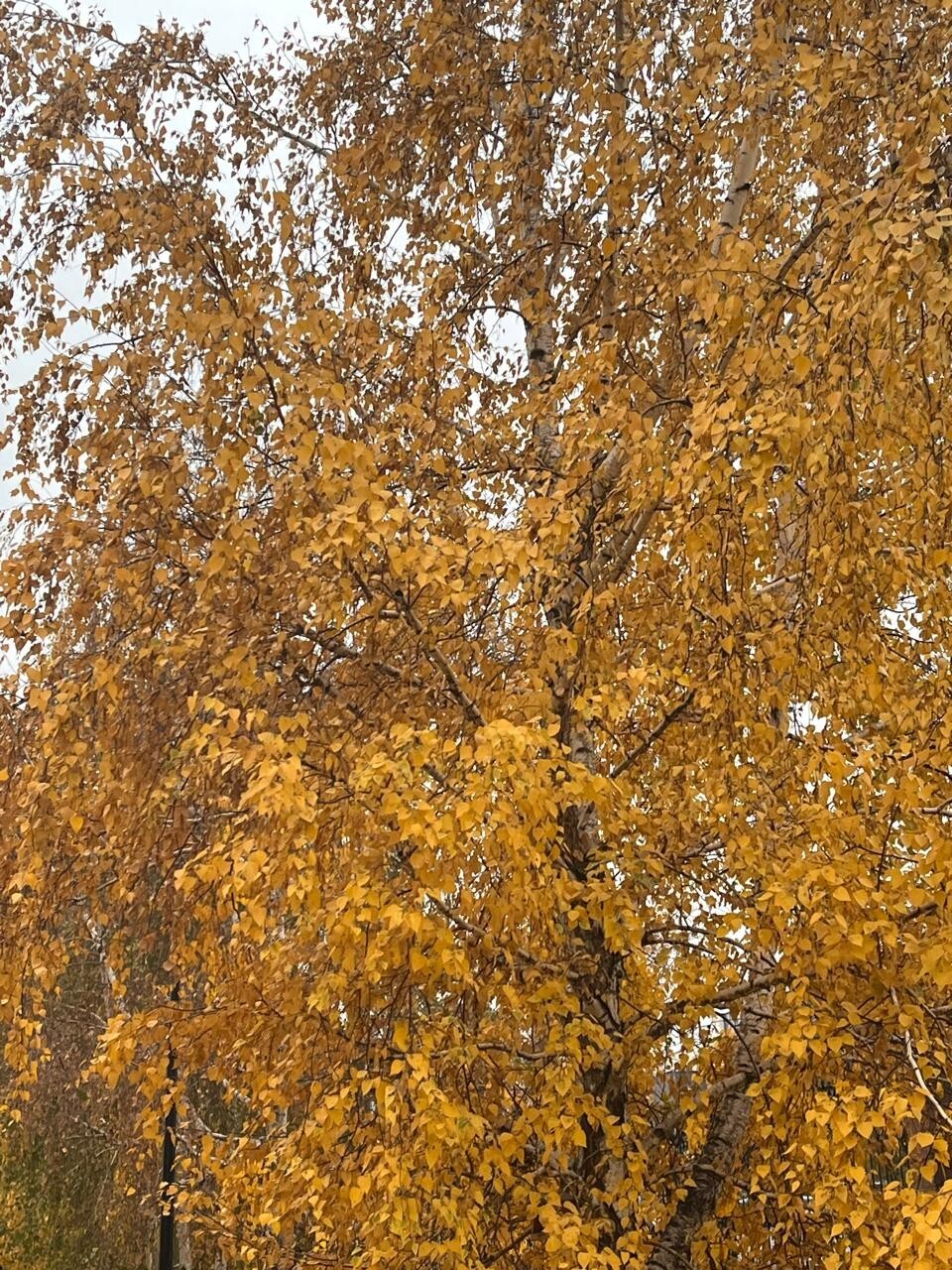 Берёзка Берёзка