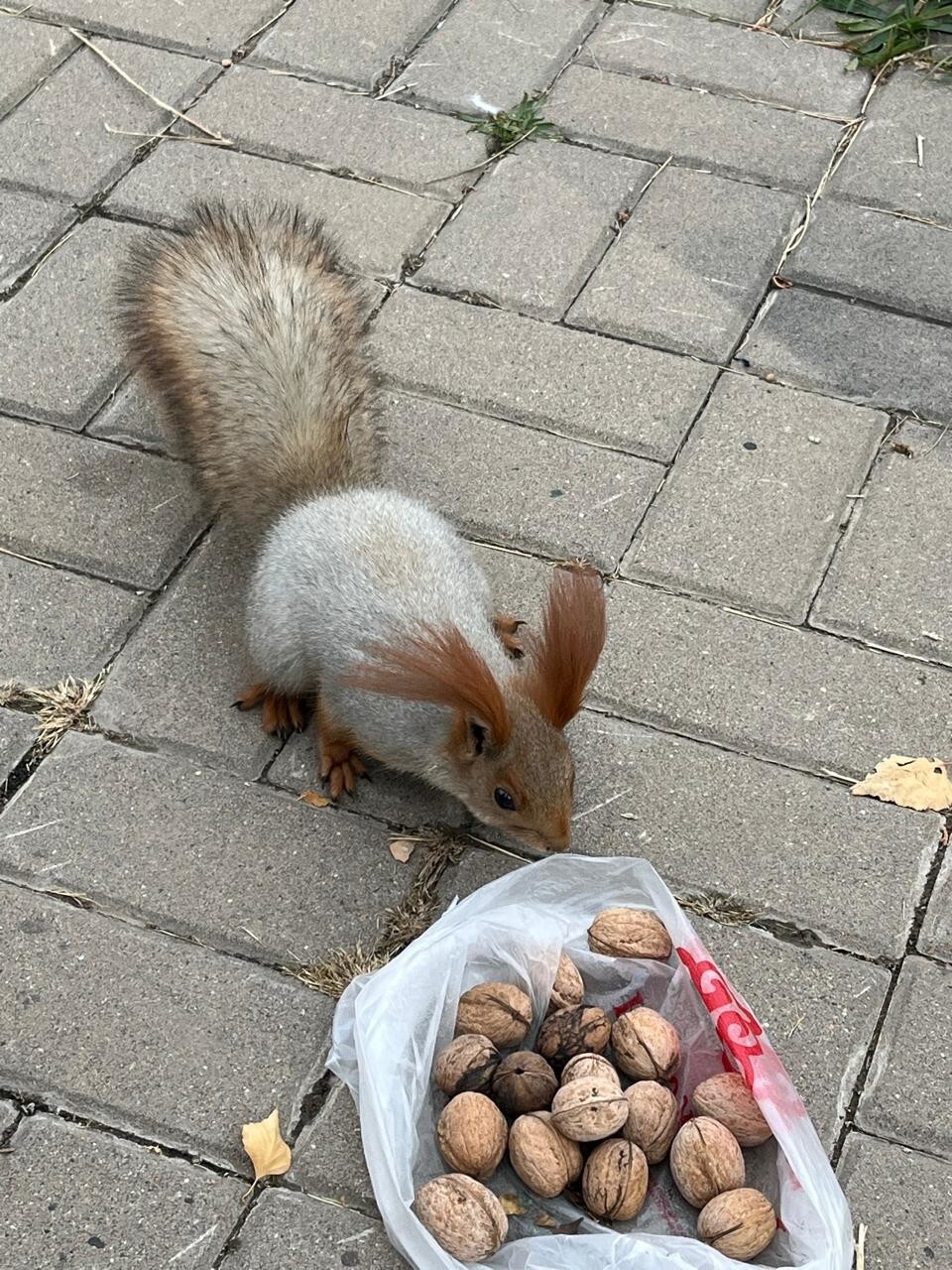 жители парка жители парка