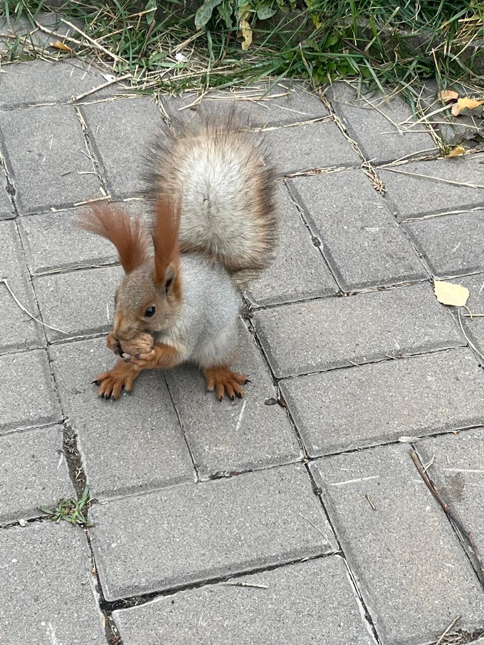 как там, у Пушкина: "а орешки не простые..." как там, у Пушкина: "а орешки не простые..."