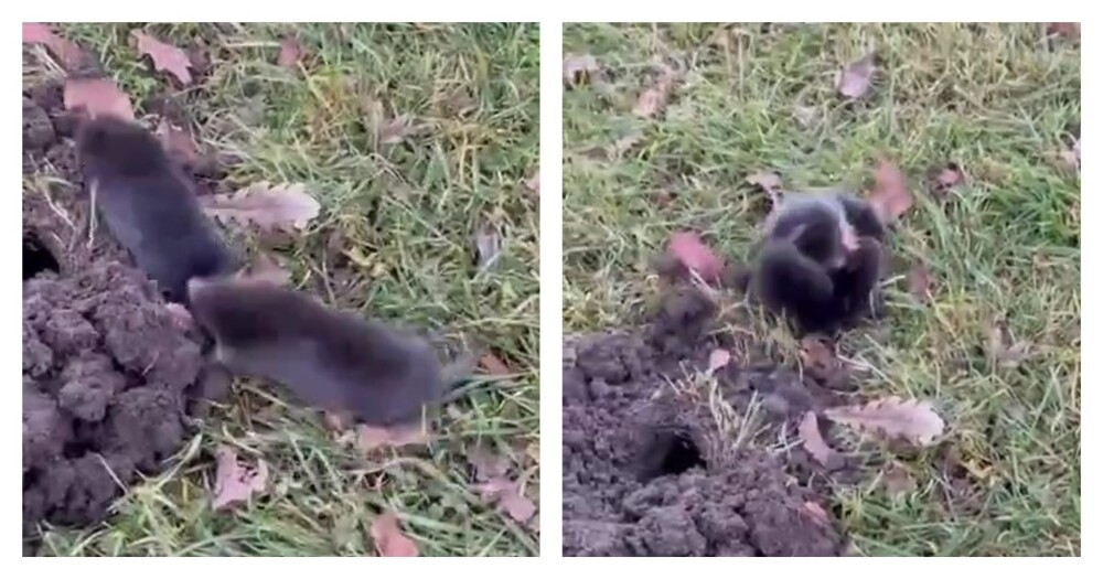 Драка двух кротов