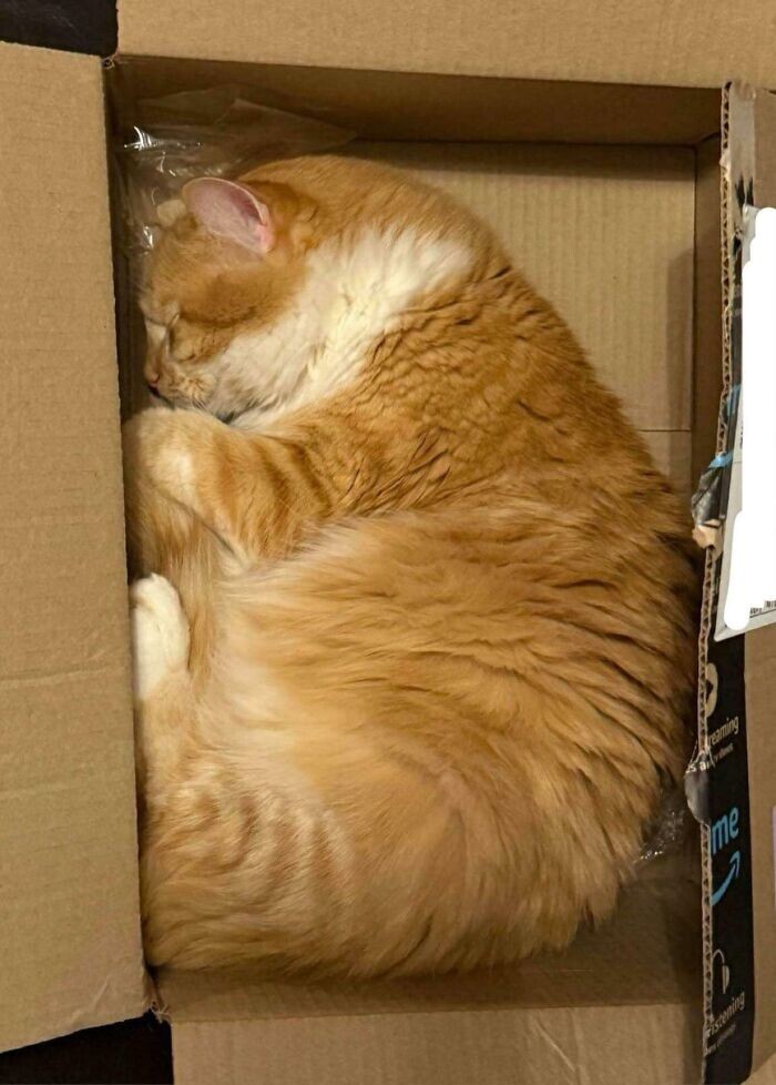 29. Сладкие сны 