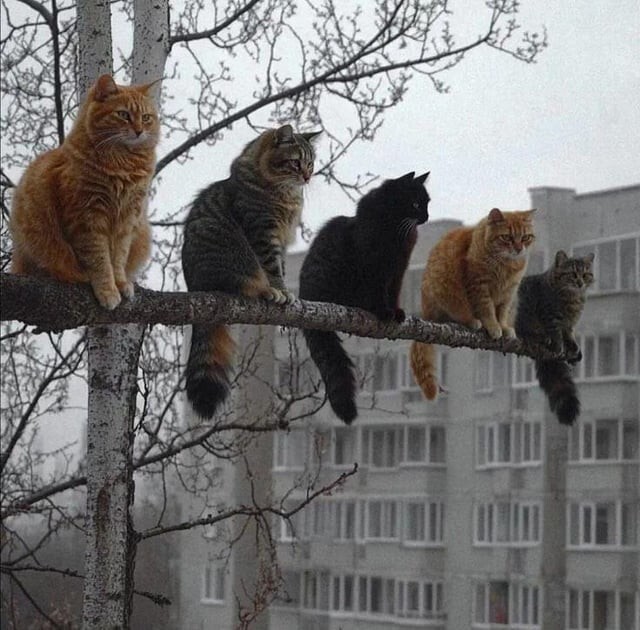 13. Коты прилетели 