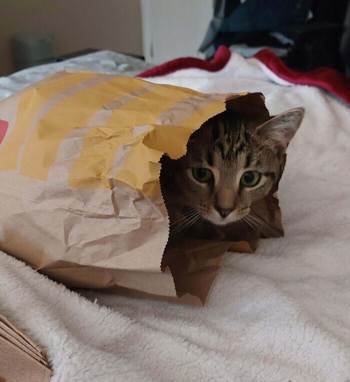 16. А где мой соус?