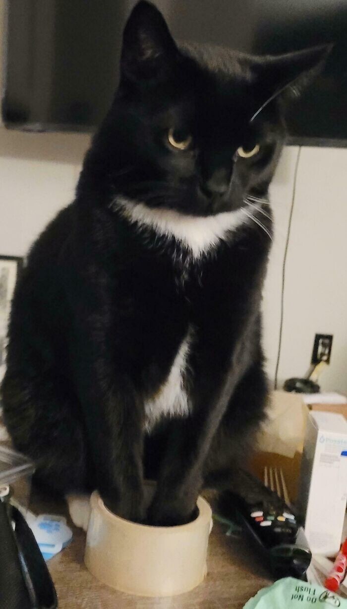 19. Лапки уместились 