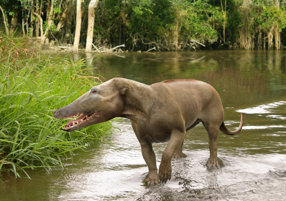 Несколько малоизвестных фактов о мегалодонах Несколько малоизвестных фактов о мегалодонах