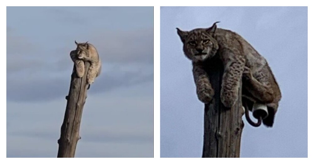 В Забайкалье стая собак загнала рысь на столб В Забайкалье стая собак загнала рысь на столб