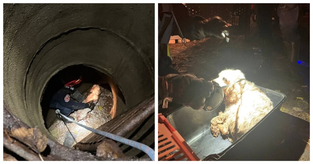Спасение собаки из колодца в Москве Спасение собаки из колодца в Москве