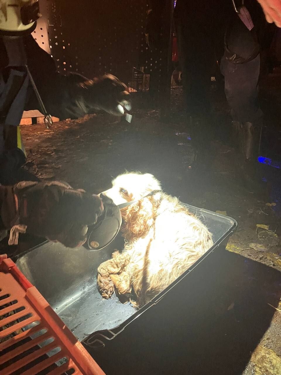 Спасение собаки из колодца в Москве Спасение собаки из колодца в Москве