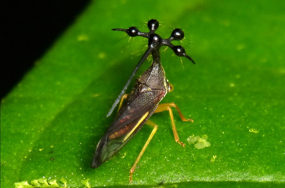 Бразильская горбатка: одно из самых необычных насекомых в мире Бразильская горбатка: одно из самых необычных насекомых в мире