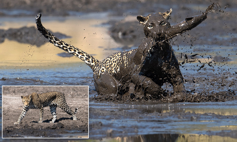 Водопой: место максимальной опасности в Африке