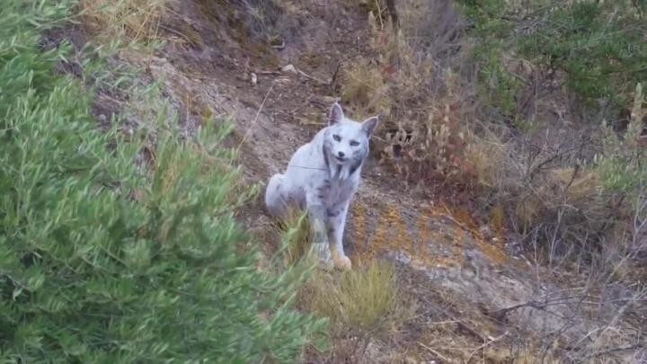 Редчайшая пиренейская рысь со светлой шерстью впервые снята на видео в Испании Редчайшая пиренейская рысь со светлой шерстью впервые снята на видео в Испании