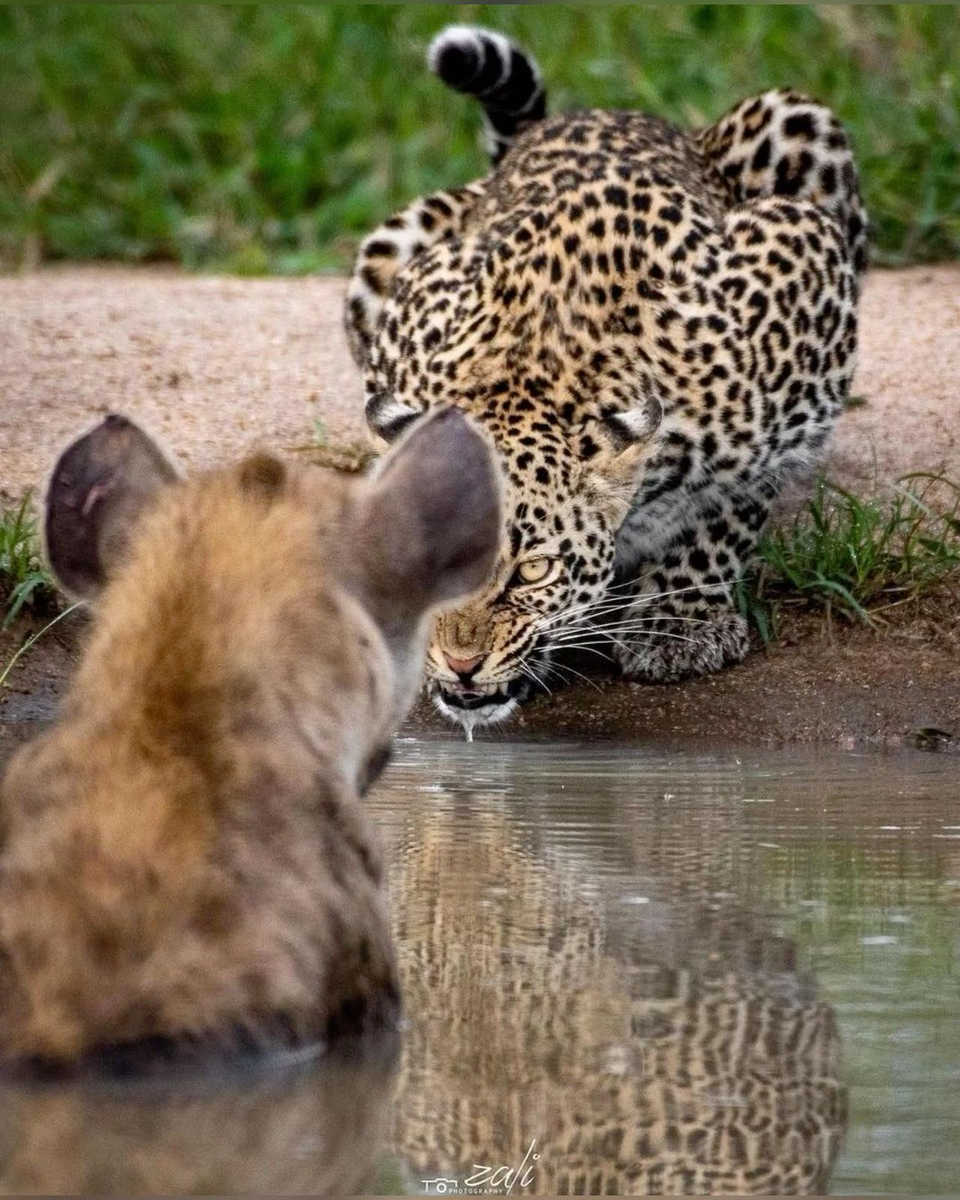 Водопой: место максимальной опасности в Африке