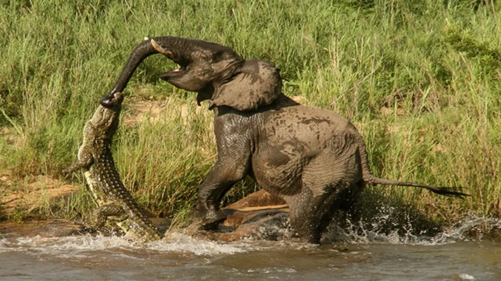 Водопой: место максимальной опасности в Африке