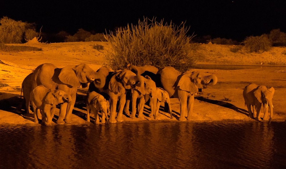 Водопой: место максимальной опасности в Африке