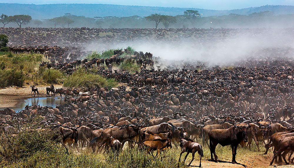 Водопой: место максимальной опасности в Африке