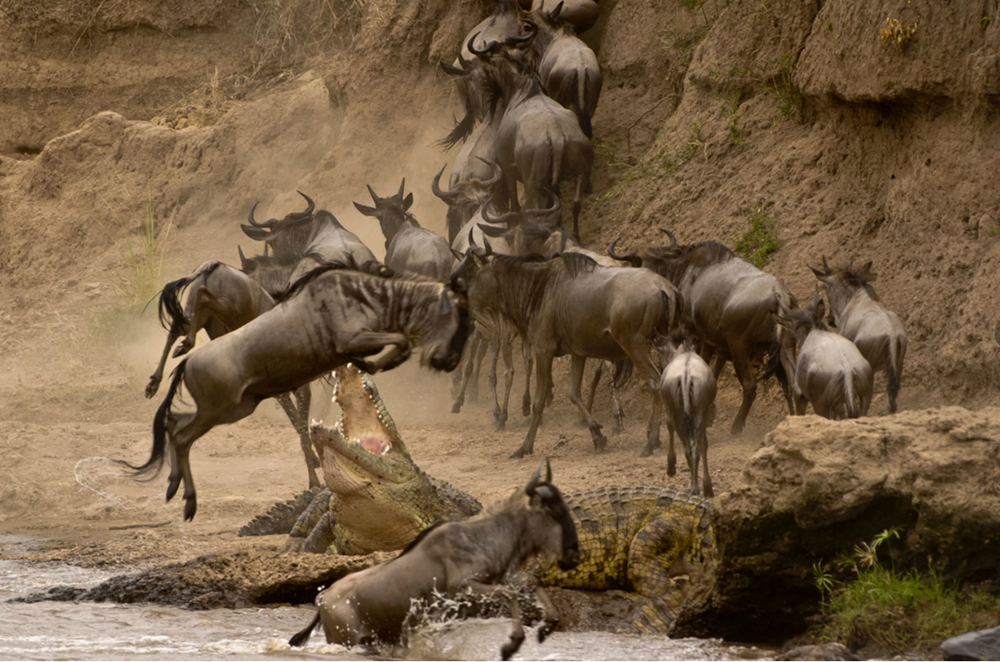 Водопой: место максимальной опасности в Африке