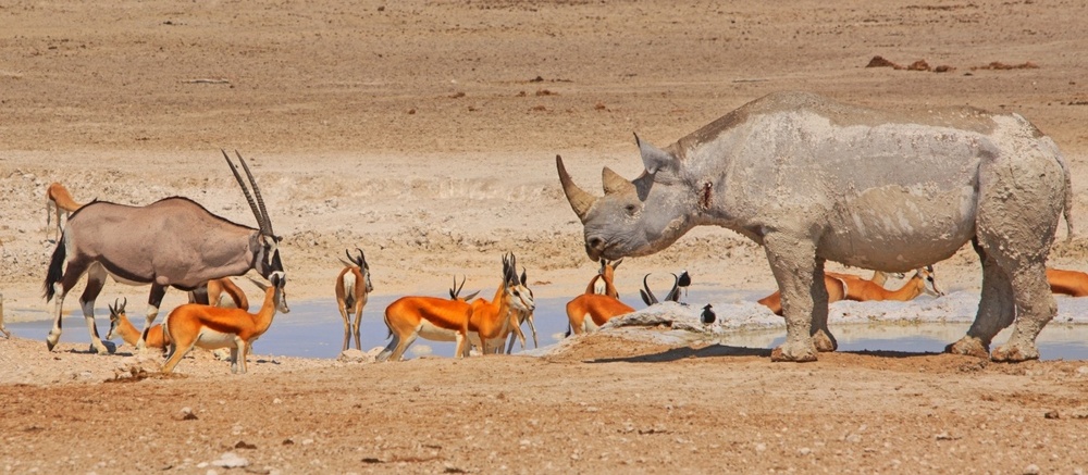 Водопой: место максимальной опасности в Африке