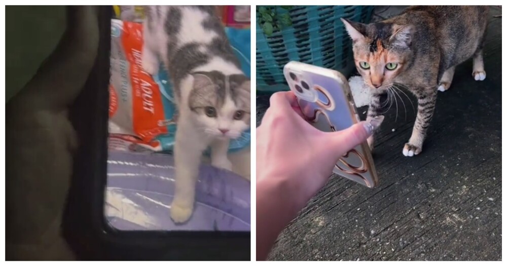 Женщина считает, что уличные кошки помогли ей найти пропавшего питомца Женщина считает, что уличные кошки помогли ей найти пропавшего питомца