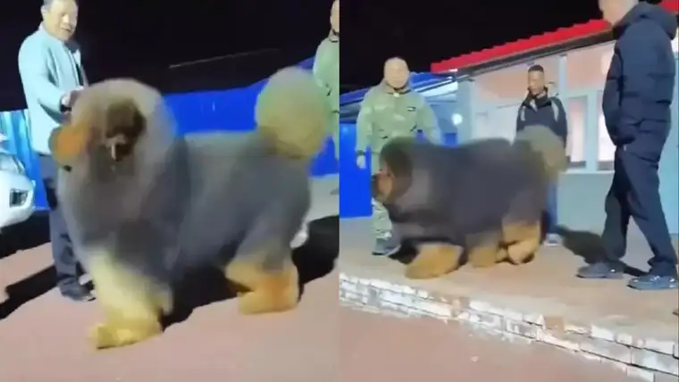 Тибетский мастиф — самая дорогая собака на земле Тибетский мастиф — самая дорогая собака на земле