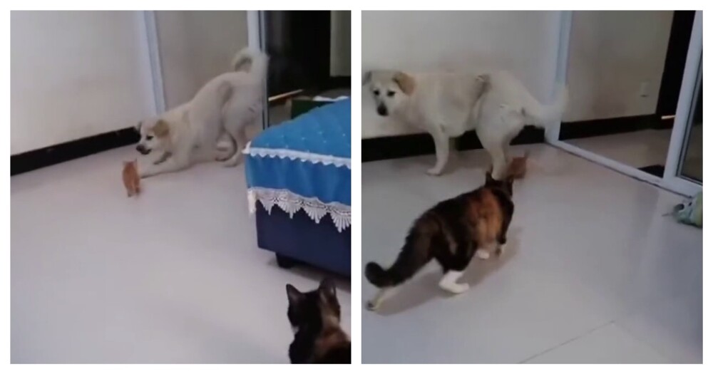 Кошка подумала, что пёс обидел котенка Кошка подумала, что пёс обидел котенка