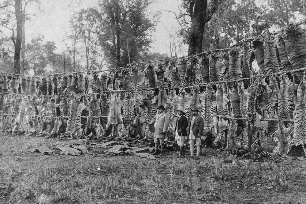 9. Итоги 10-дневной королевской охоты короля Георга V в Непале 9. Итоги 10-дневной королевской охоты короля Георга V в Непале