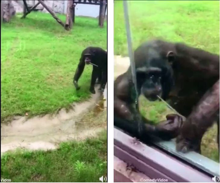 Расчётливая и продуманная обезьяна Расчётливая и продуманная обезьяна