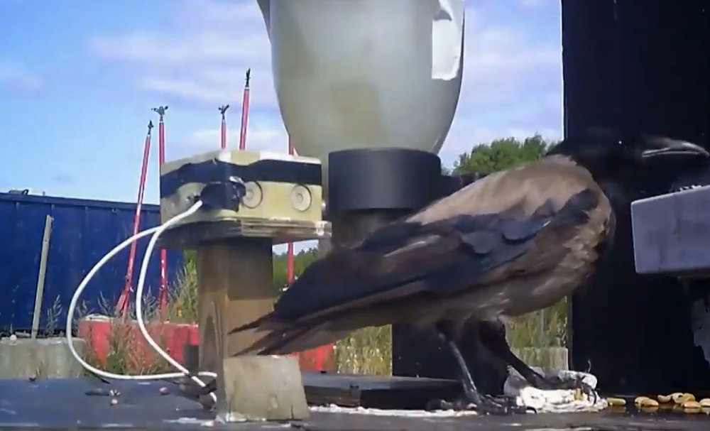 Шведы научили ворон убирать мелкий мусор с улиц Шведы научили ворон убирать мелкий мусор с улиц