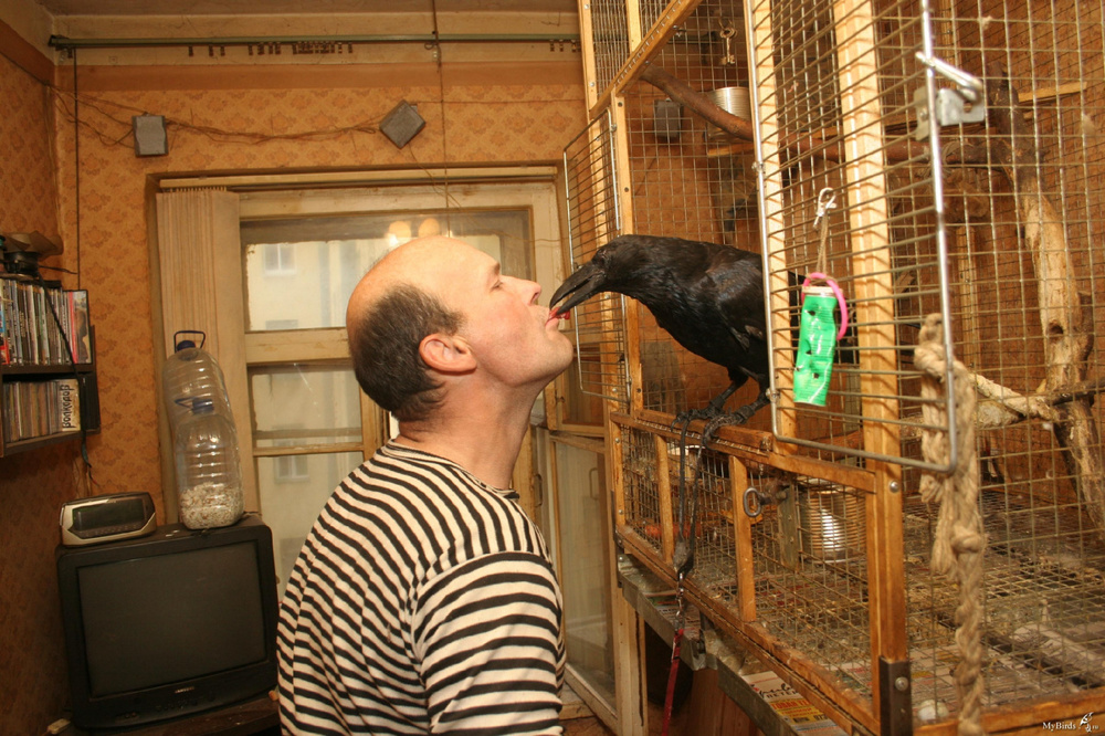 Причины, по которым не стоит заводить дома ворона Причины, по которым не стоит заводить дома ворона