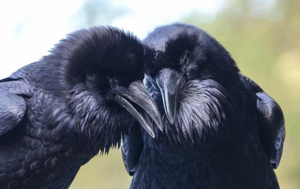 Причины, по которым не стоит заводить дома ворона Причины, по которым не стоит заводить дома ворона