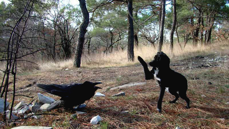 Причины, по которым не стоит заводить дома ворона Причины, по которым не стоит заводить дома ворона