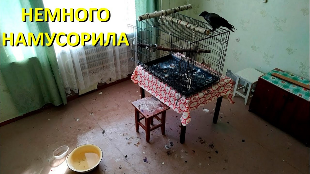 Причины, по которым не стоит заводить дома ворона Причины, по которым не стоит заводить дома ворона