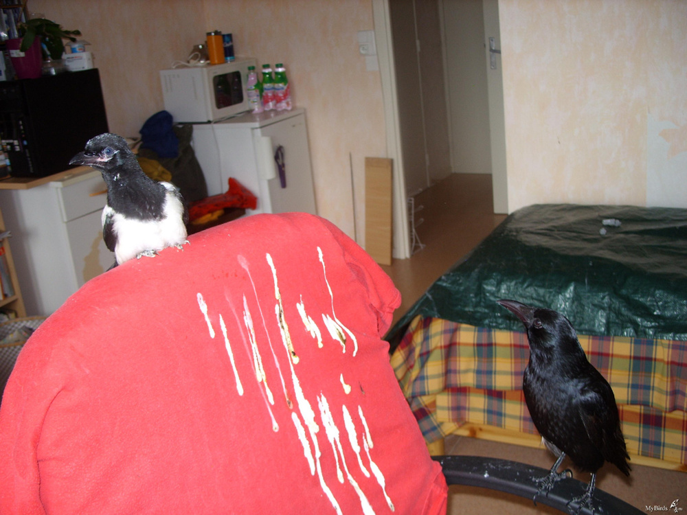 Причины, по которым не стоит заводить дома ворона Причины, по которым не стоит заводить дома ворона