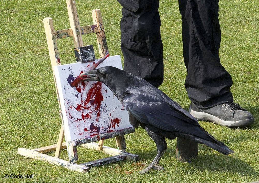 Причины, по которым не стоит заводить дома ворона Причины, по которым не стоит заводить дома ворона