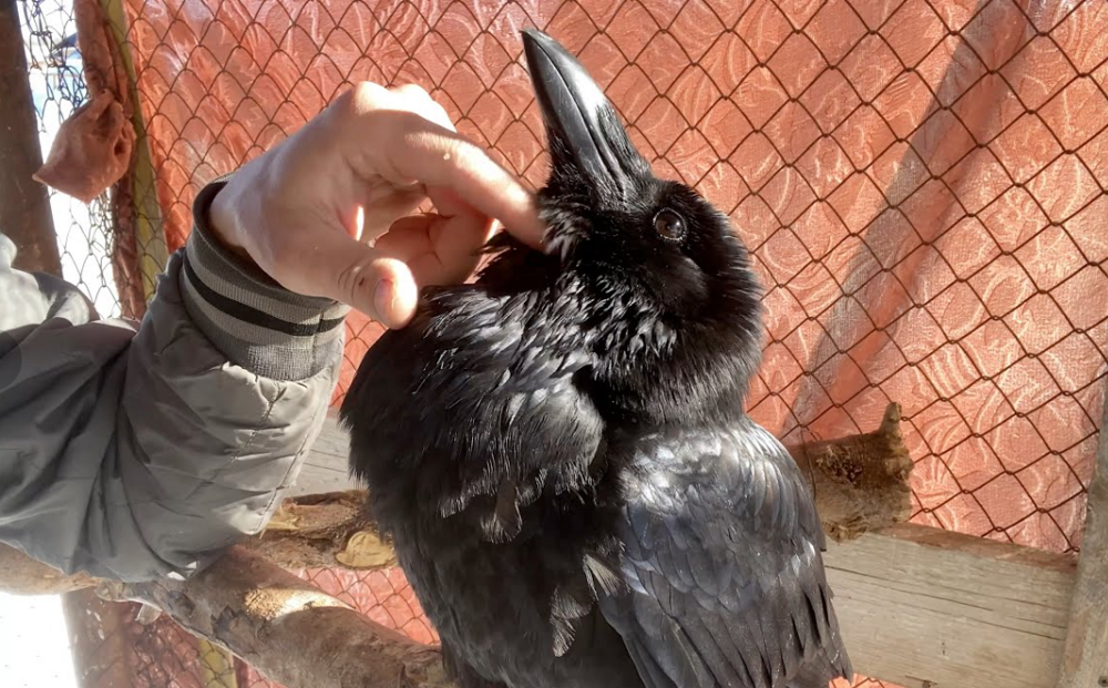 Причины, по которым не стоит заводить дома ворона Причины, по которым не стоит заводить дома ворона