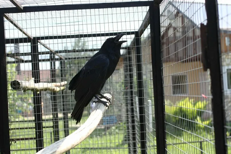 Причины, по которым не стоит заводить дома ворона Причины, по которым не стоит заводить дома ворона