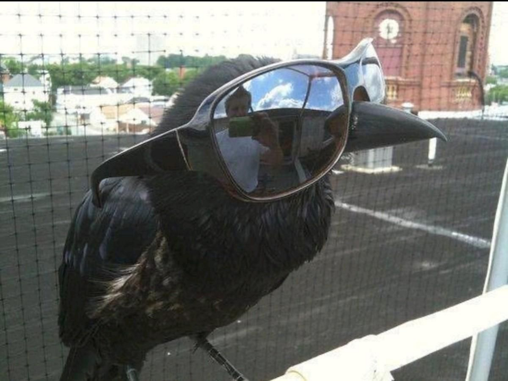 Причины, по которым не стоит заводить дома ворона Причины, по которым не стоит заводить дома ворона