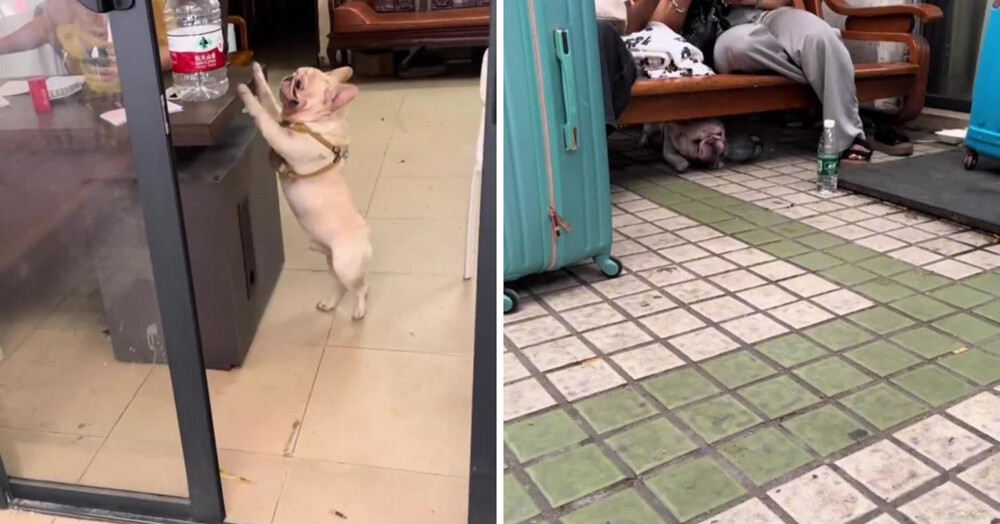 Французский бульдог, собирающий пластик, покорил соцсети в Китае» Французский бульдог, собирающий пластик, покорил соцсети в Китае»