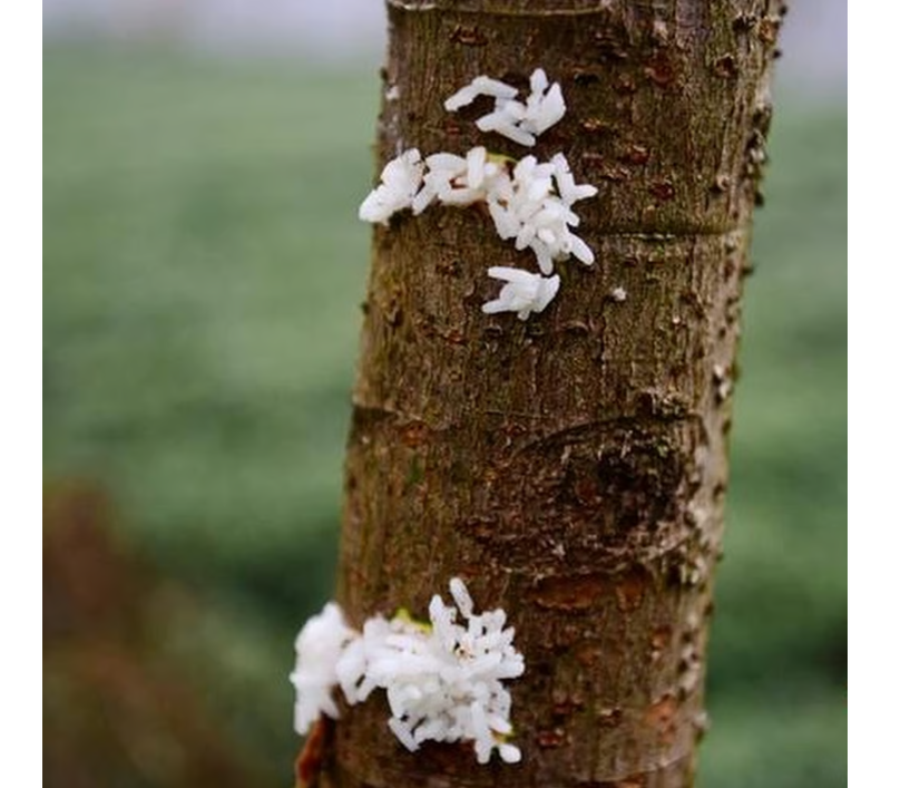 Дерево-обжора: почему в Китае деревья «едят» свинину и пьют вино
