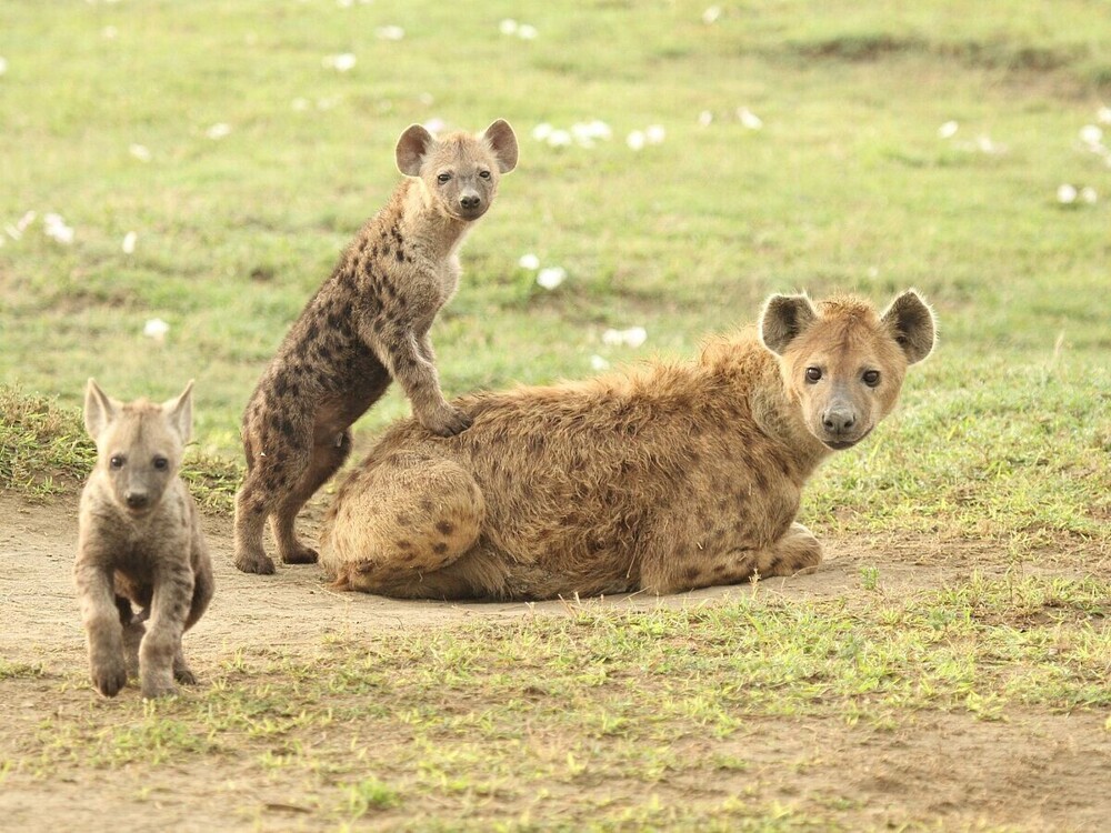 5 фактов, которые меняют представление о гиенах