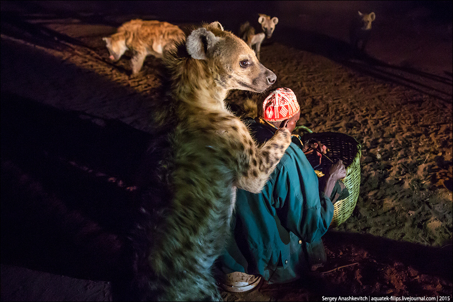 5 фактов, которые меняют представление о гиенах