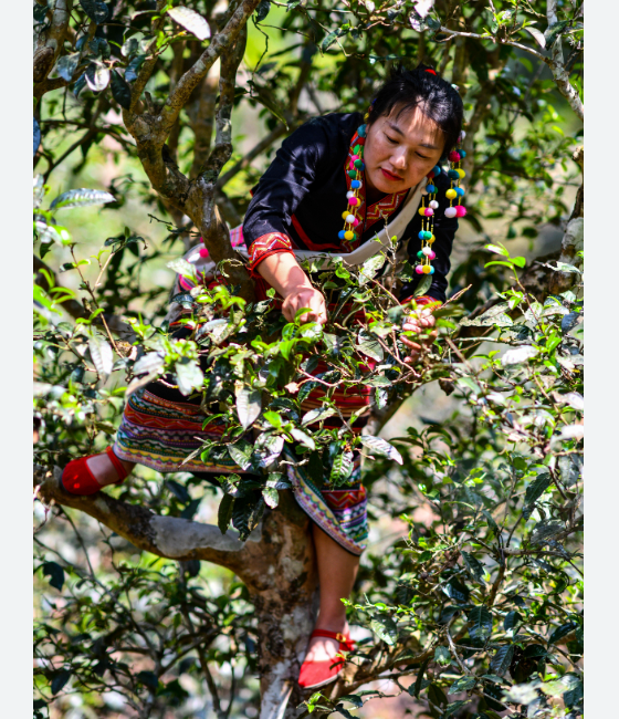 Дерево-обжора: почему в Китае деревья «едят» свинину и пьют вино