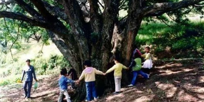 Дерево-обжора: почему в Китае деревья «едят» свинину и пьют вино