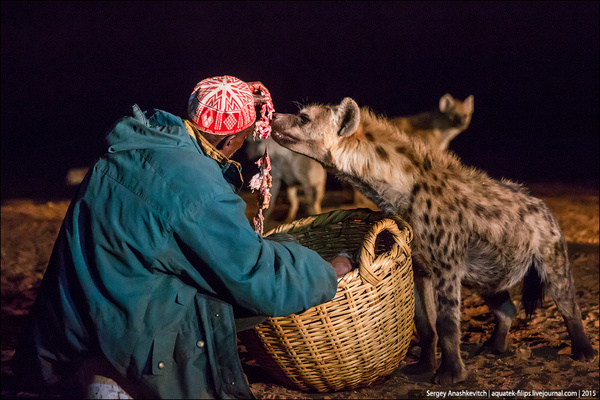 5 фактов, которые меняют представление о гиенах