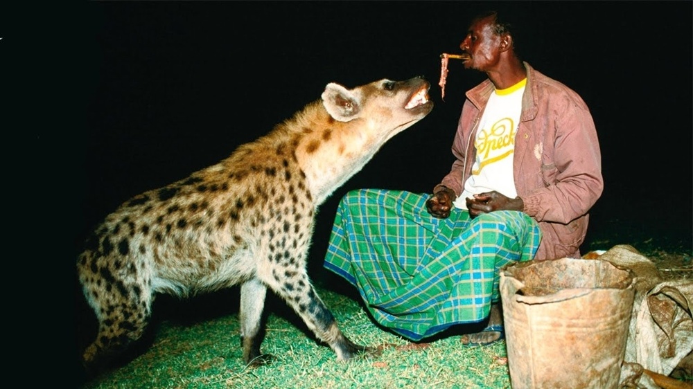 5 фактов, которые меняют представление о гиенах